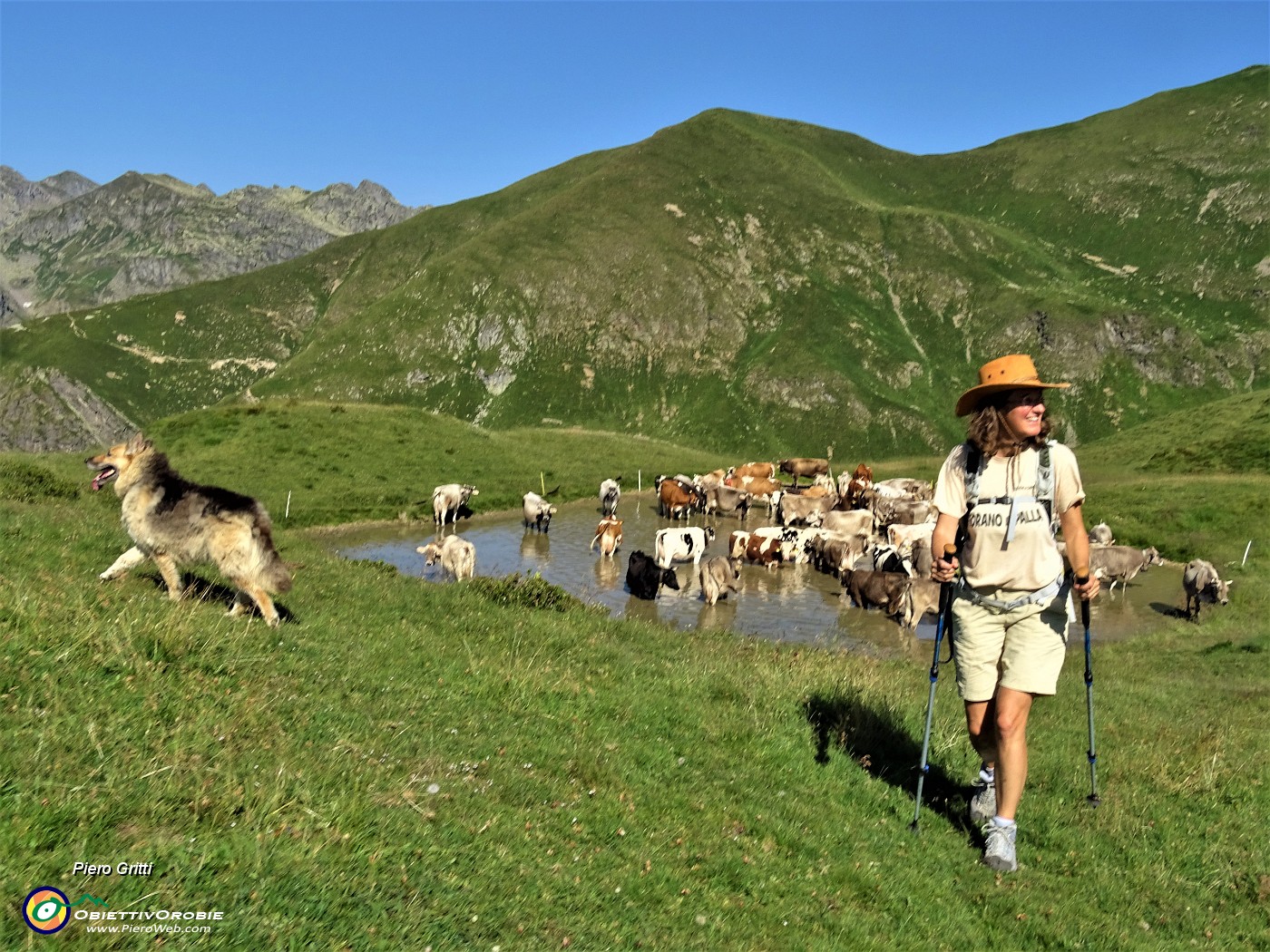 27 Fa gran caldo! La mucche si rinfrescano nella bella pozza (2050 m circa) al colletto per il monte Avaro ..JPG